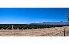 Image result for Salton Sea Blds