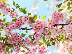 Image result for Cherry Blossom Wallpaper Desktop