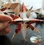 Image result for DIY Star Pattern 3D Paper