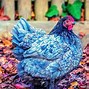 Image result for Blue Chicken Breeds With