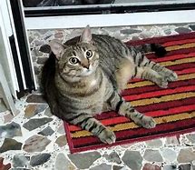 Image result for Umi Cat