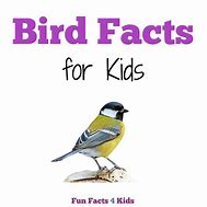 Image result for Birds for Kids