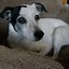 Image result for Black Rat Terrier