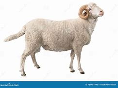 Image result for White RAM 32GB