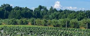 Image result for Barton Orchards Peach Picking