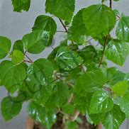 Image result for China Rose Bush