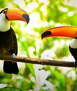 Image result for Smallest Toucan Species