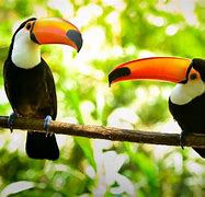 Image result for Smallest Toucan Species