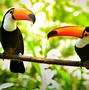 Image result for Smallest Toucan Species