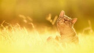 Image result for Spring Cat Pictures