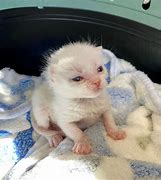 Image result for Scrungly Kitten