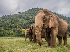 Image result for Whipsnade Zoo Elephants