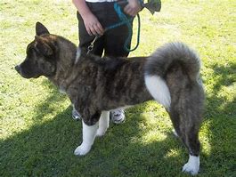 Image result for Brindle Akita