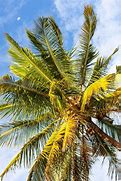 Image result for Palm Tree Africa