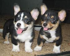 Image result for Corgi Puppy