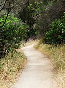 Image result for Dirty around a Tree On the Footpath