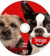 Image result for The Strays Typography