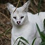 Image result for Gato Serval