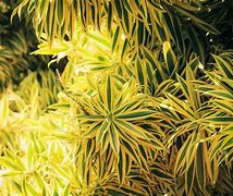 Image result for Variegated Dracaena Plant