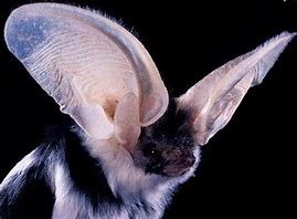 Image result for Bat Anthro Ears