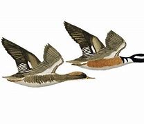 Image result for Hooded Merganser Duck Flying