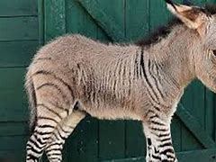 Image result for Mixed-Breed Animals