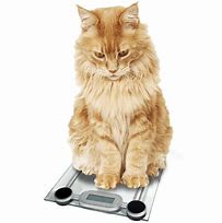 Image result for Underweight Cat