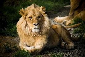 Image result for Leo Lion