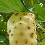 Image result for Noni Leaf Health Benefit Chart