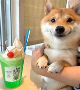 Image result for Happy Doggo Thailand