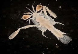 Image result for Crab Larva