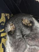 Image result for Dog Swollen Nose