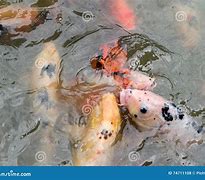 Image result for Koi Pond Feeding