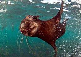 Image result for Cape Fur Seal