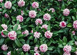 Image result for Planting Shrubs