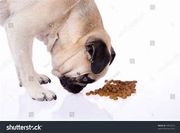 Image result for Pug Eating Tuna