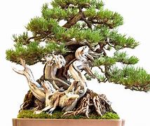 Image result for Pine Tree Forest Bonsai