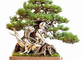 Image result for Bonsai Pine Tree