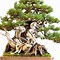 Image result for Bonsai Pine Tree