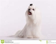 Image result for Small White Dog Breed Maltese