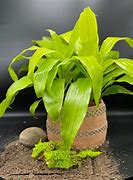 Image result for Dracaena Limelight