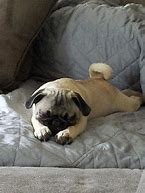 Image result for Baby Pugs Sleeping