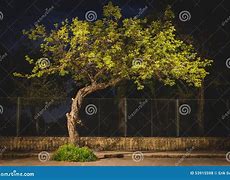 Image result for Bonsai at Night