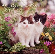 Image result for Kitten Spring Flowers