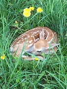 Image result for Sleeping Fawn