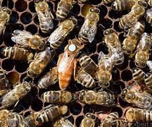 Image result for Caucasian Queen Bee