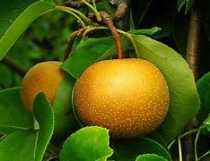 Image result for Oriental Pear Tree