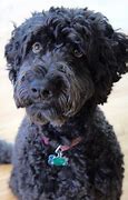 Image result for Poodle Terrier Mix