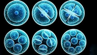 Image result for Dividing Cell and Non-Dividing Cells