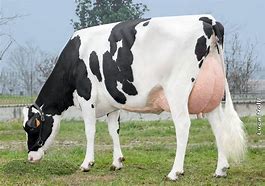 Image result for Friesian Cow Showing